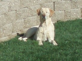 BarkingDog's Avatar